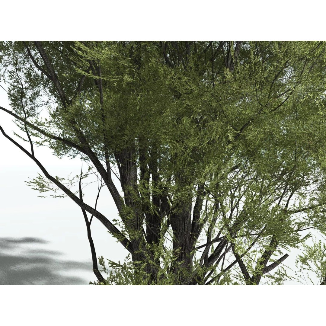 California Bay 3D Model – High Poly Tree Asset, FBX PBR Textures - View 23
