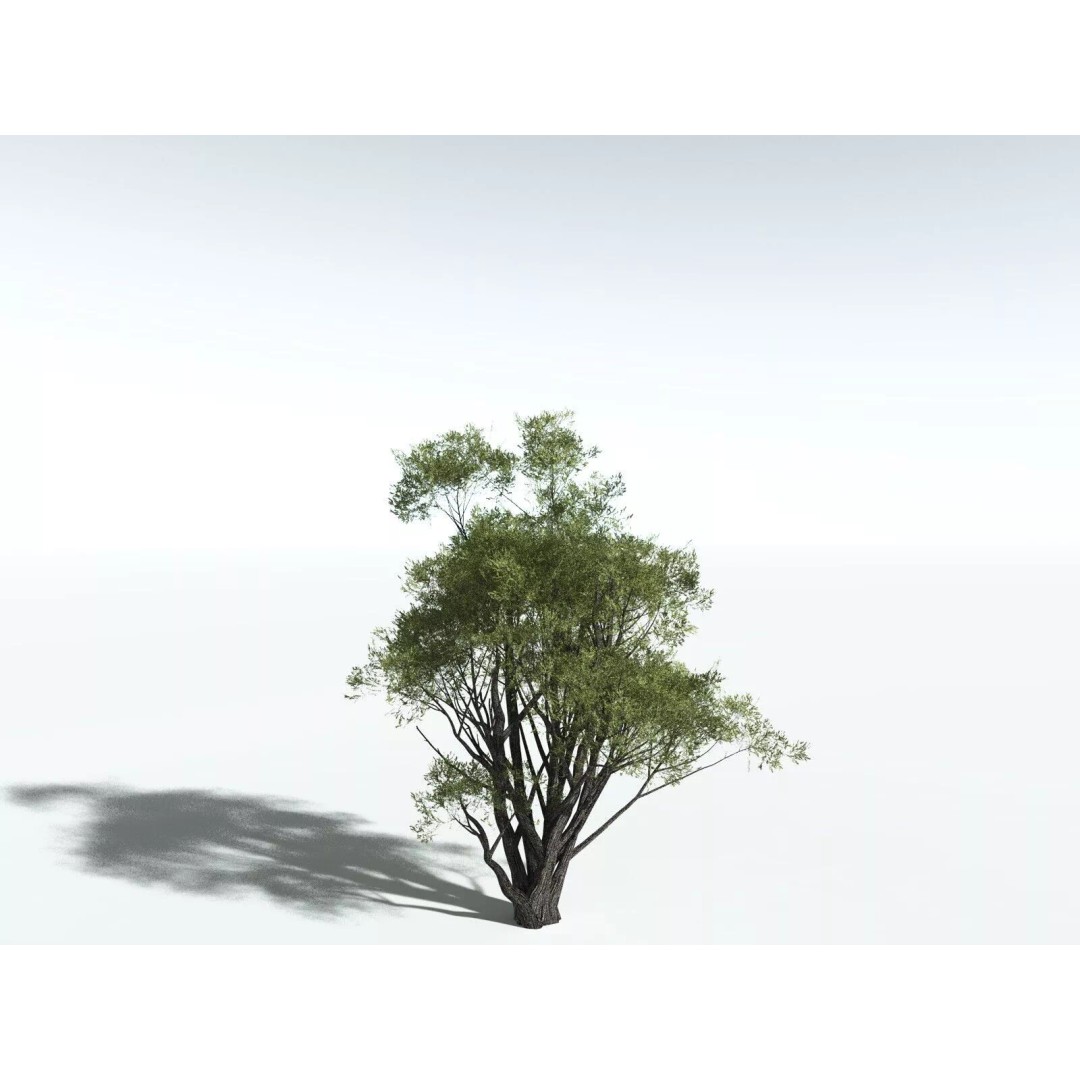 California Bay 3D Model – High Poly Tree Asset, FBX PBR Textures - View 24
