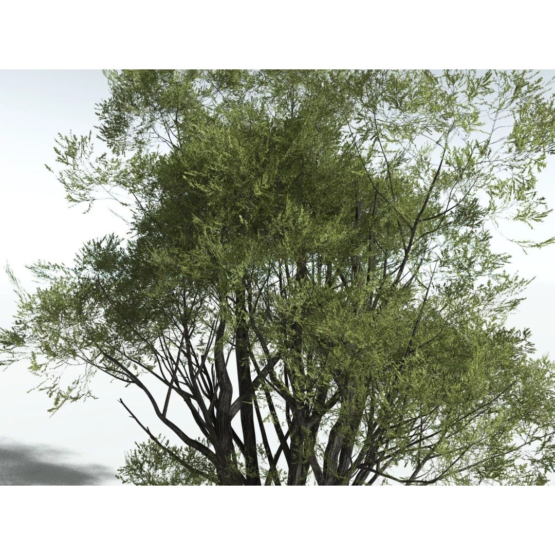 California Bay 3D Model – High Poly Tree Asset, FBX PBR Textures - View 25