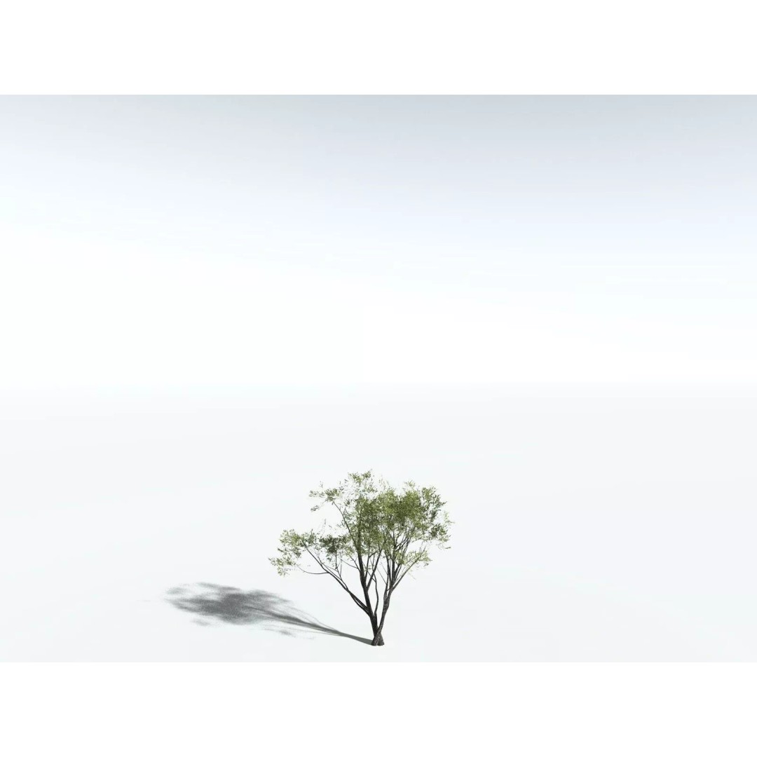 California Bay 3D Model – High Poly Tree Asset, FBX PBR Textures - View 26