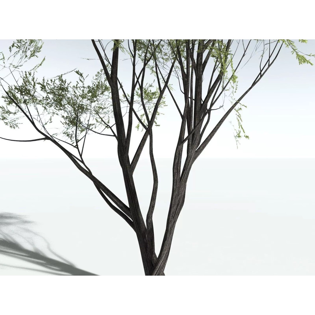 California Bay 3D Model – High Poly Tree Asset, FBX PBR Textures - View 27