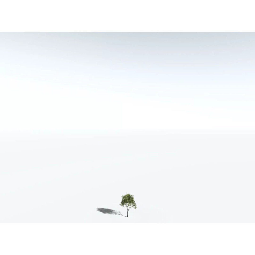 California Bay 3D Model – High Poly Tree Asset, FBX PBR Textures - View 28