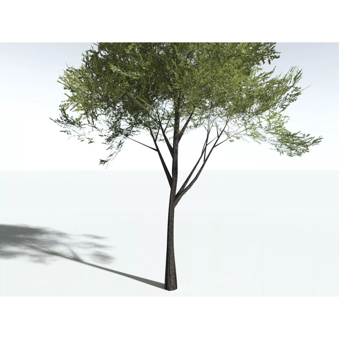 California Bay 3D Model – High Poly Tree Asset, FBX PBR Textures - View 29