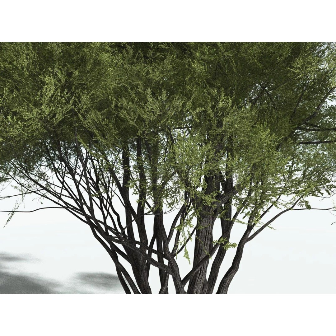 California Bay 3D Model – High Poly Tree Asset, FBX PBR Textures - View 3