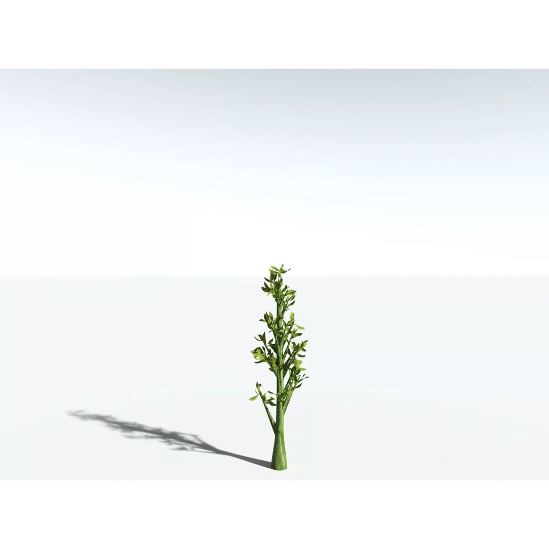 California Bay 3D Model – High Poly Tree Asset, FBX PBR Textures - View 31