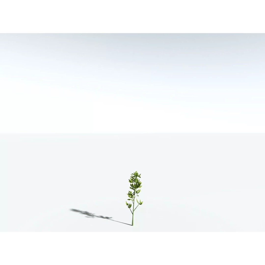California Bay 3D Model – High Poly Tree Asset, FBX PBR Textures - View 33