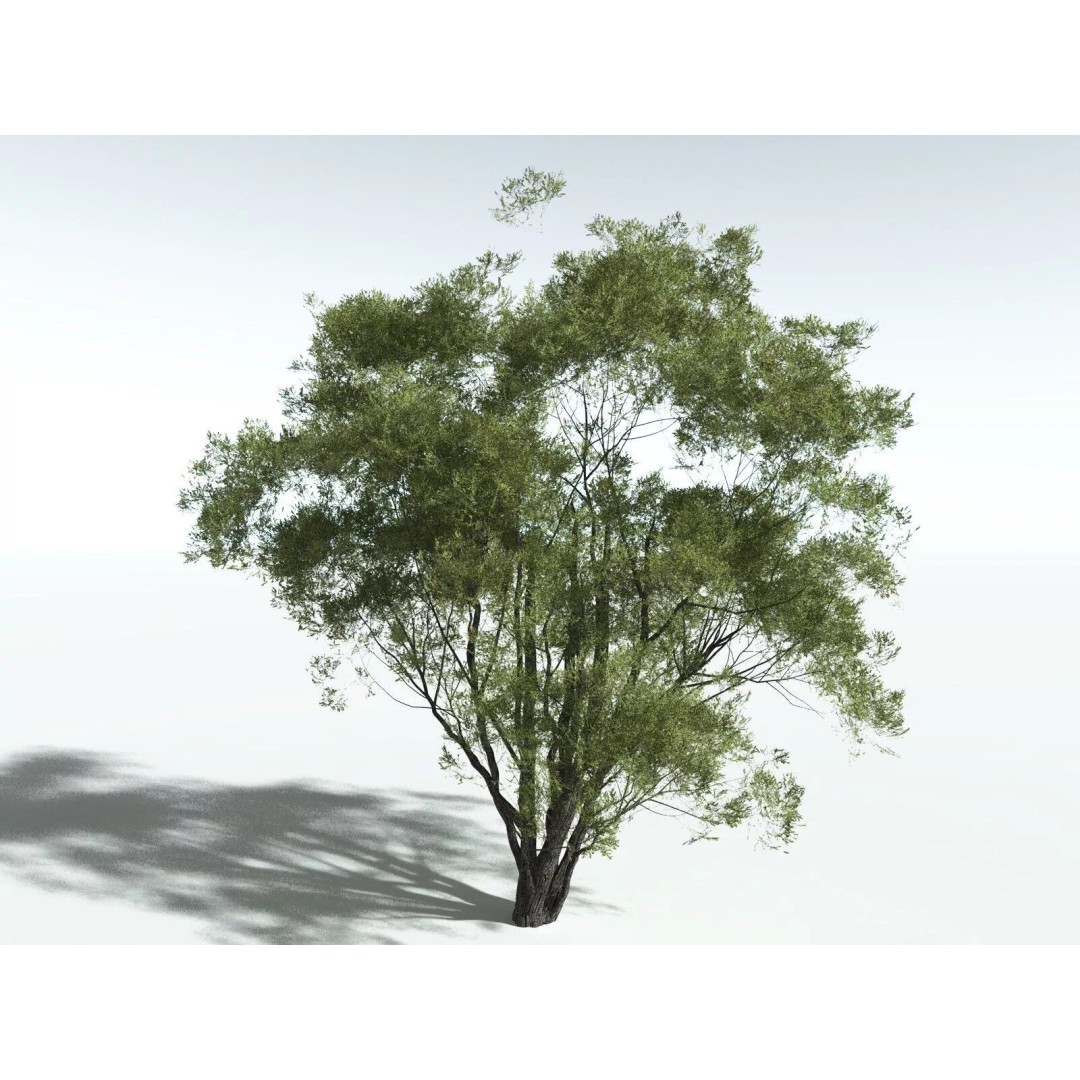 California Bay 3D Model – High Poly Tree Asset, FBX PBR Textures - View 4