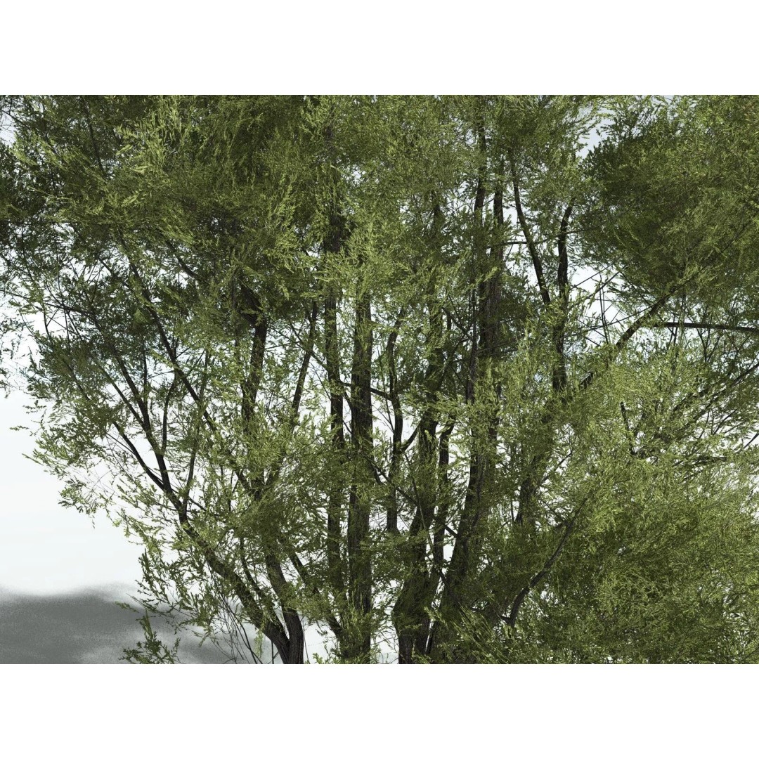 California Bay 3D Model – High Poly Tree Asset, FBX PBR Textures - View 5