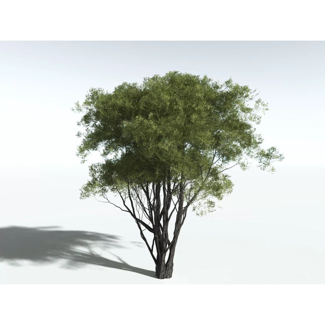 California Bay 3D Model – High Poly Tree Asset, FBX PBR Textures - View 6