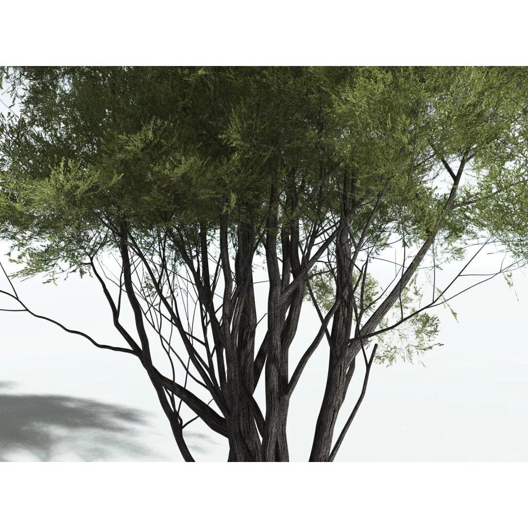 California Bay 3D Model – High Poly Tree Asset, FBX PBR Textures - View 7
