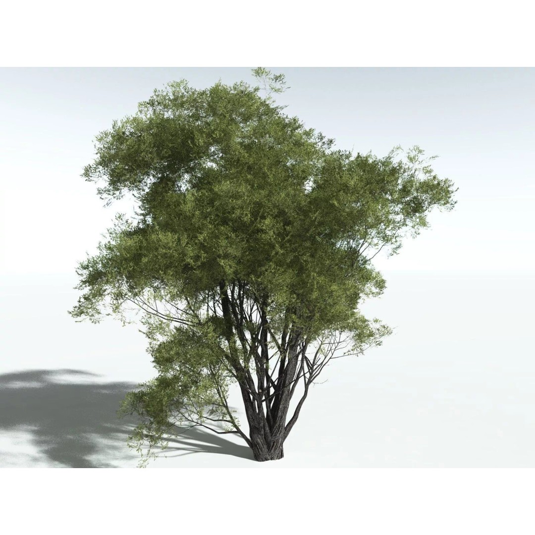 California Bay 3D Model – High Poly Tree Asset, FBX PBR Textures - View 8