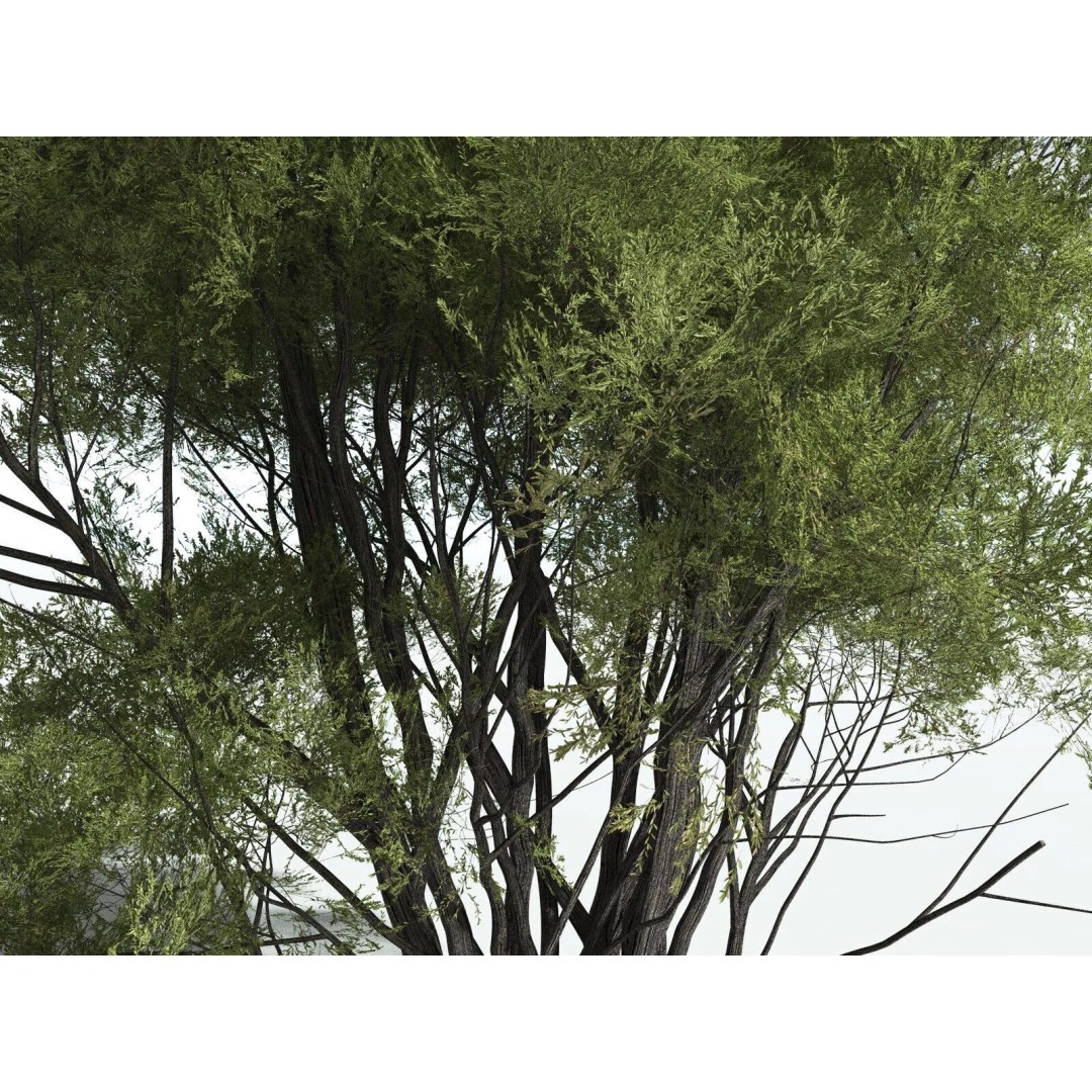 California Bay 3D Model – High Poly Tree Asset, FBX PBR Textures - View 9