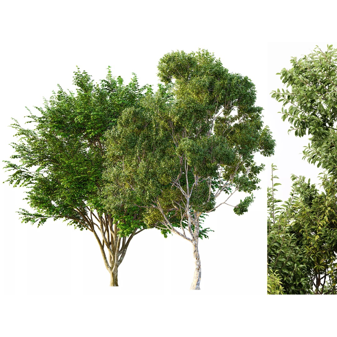 Sydney Blue Gum & European Beech 3D Model – Realistic Landscape Trees, FBX, OBJ - View 2