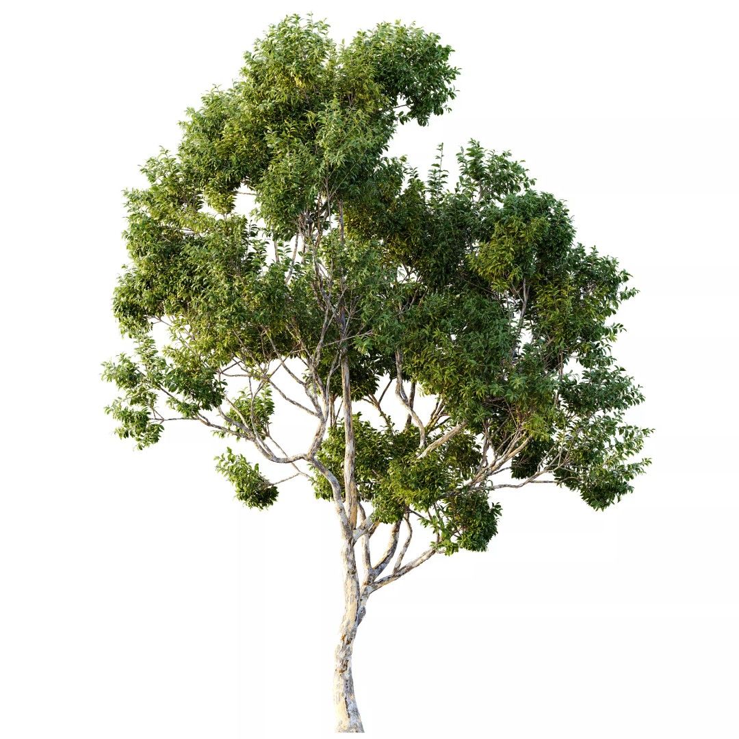 Sydney Blue Gum & European Beech 3D Model – Realistic Landscape Trees, FBX, OBJ - View 3