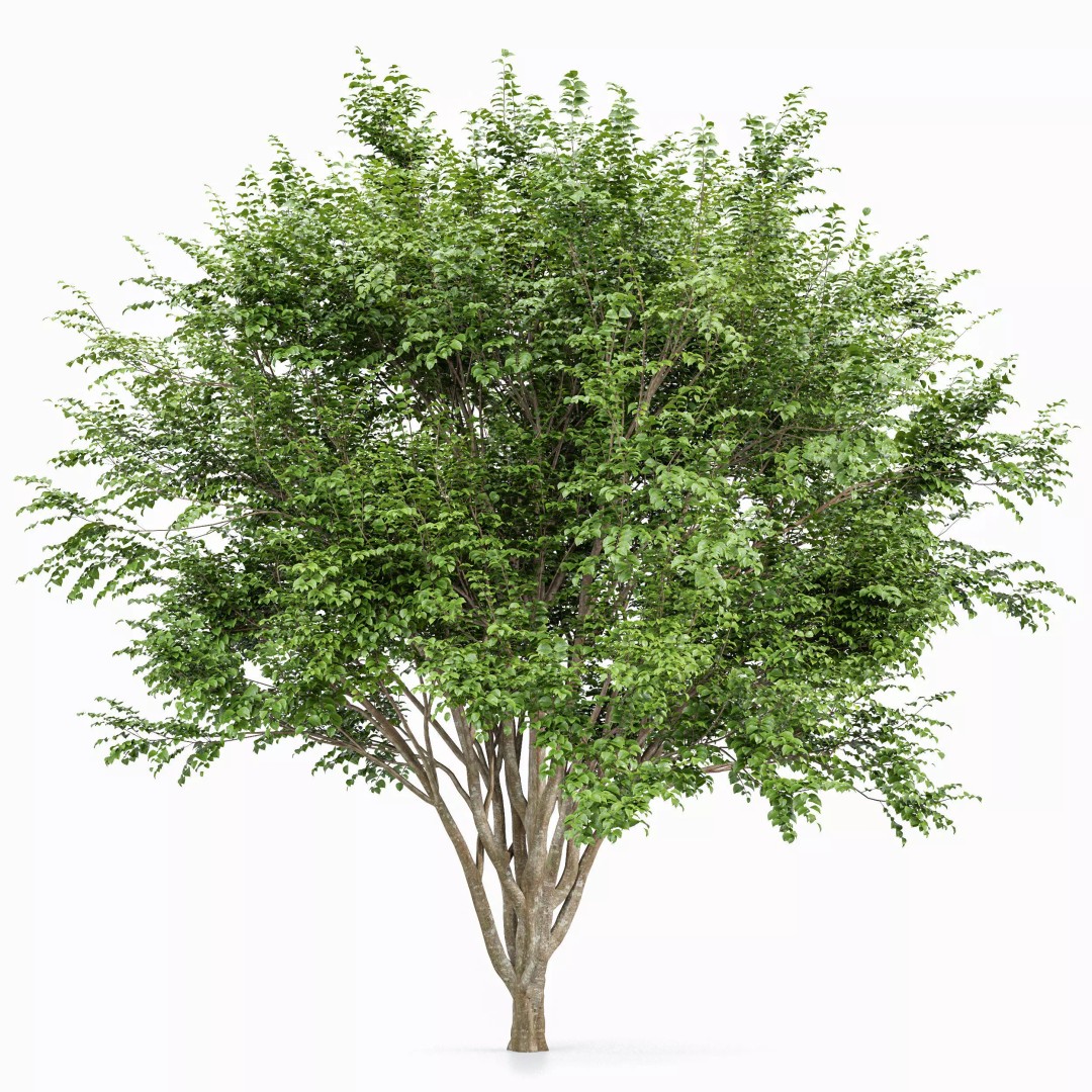 Sydney Blue Gum & European Beech 3D Model – Realistic Landscape Trees, FBX, OBJ - View 4
