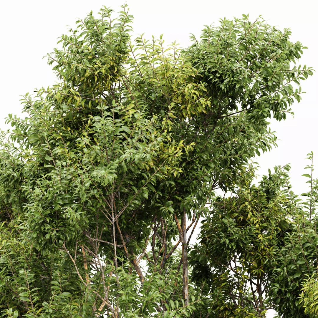 Sydney Blue Gum & European Beech 3D Model – Realistic Landscape Trees, FBX, OBJ - View 5