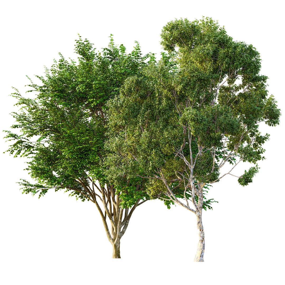 Sydney Blue Gum & European Beech 3D Model – Realistic Landscape Trees, FBX, OBJ - View 7