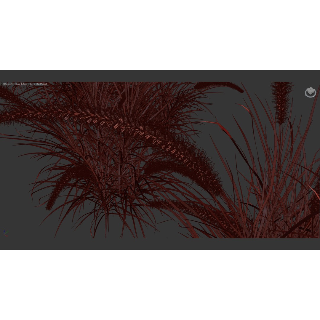 Pennisetum Setaceum 3D Model – Fountain Grass, PBR Textures, FBX