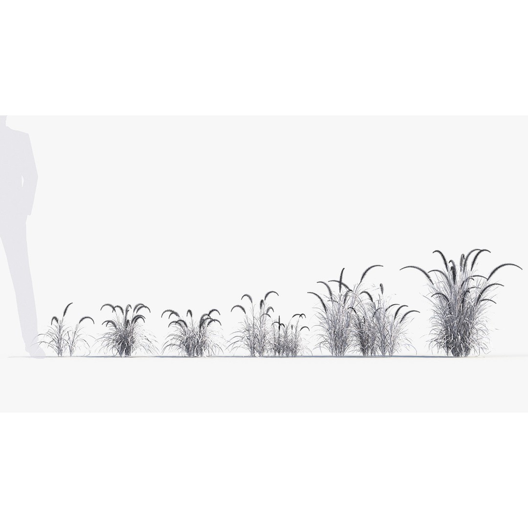 Pennisetum Setaceum 3D Model – Fountain Grass, PBR Textures, FBX - View 10