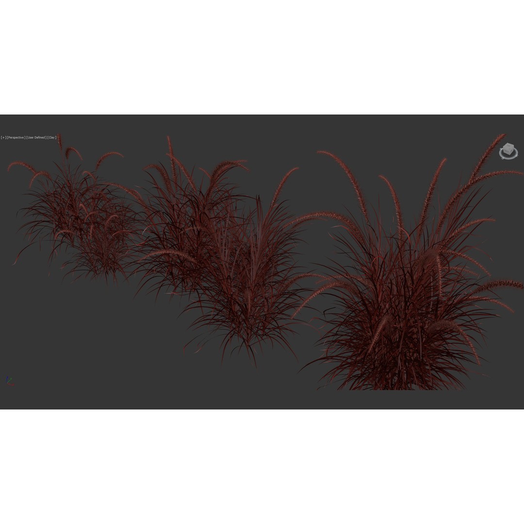Pennisetum Setaceum 3D Model – Fountain Grass, PBR Textures, FBX - View 13