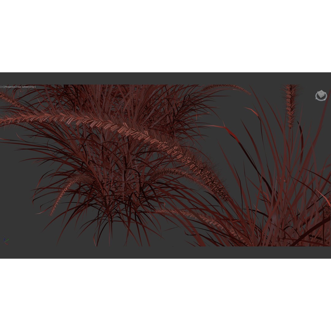 Pennisetum Setaceum 3D Model – Fountain Grass, PBR Textures, FBX - View 15