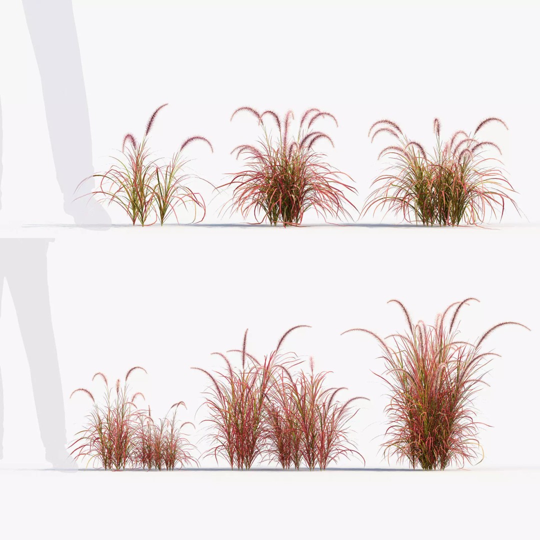 Pennisetum Setaceum 3D Model – Fountain Grass, PBR Textures, FBX - View 2