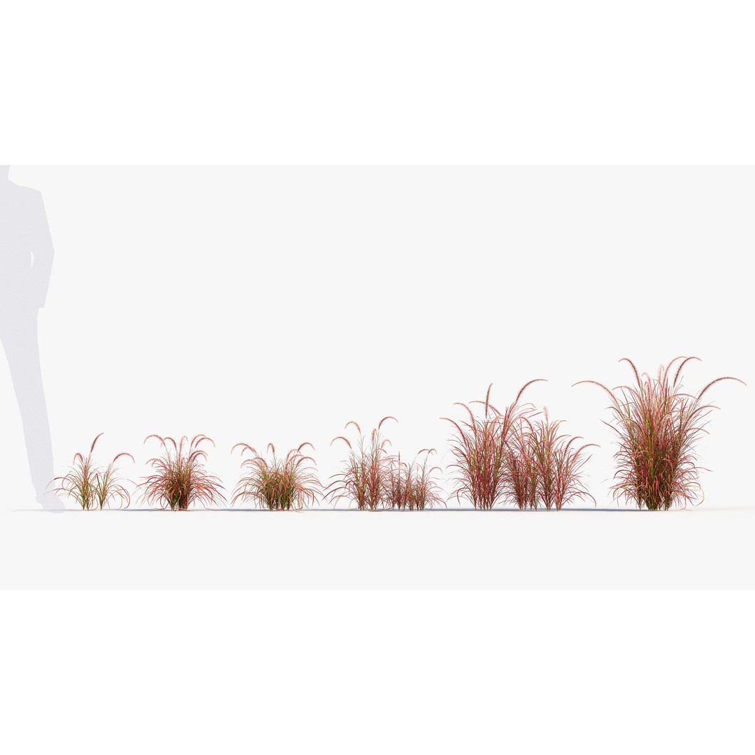 Pennisetum Setaceum 3D Model – Fountain Grass, PBR Textures, FBX - View 3