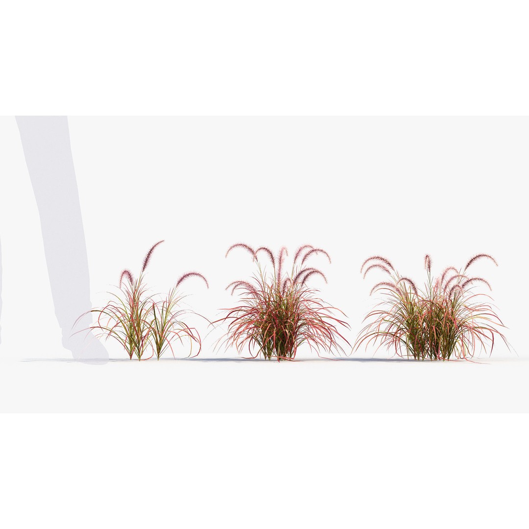 Pennisetum Setaceum 3D Model – Fountain Grass, PBR Textures, FBX - View 4