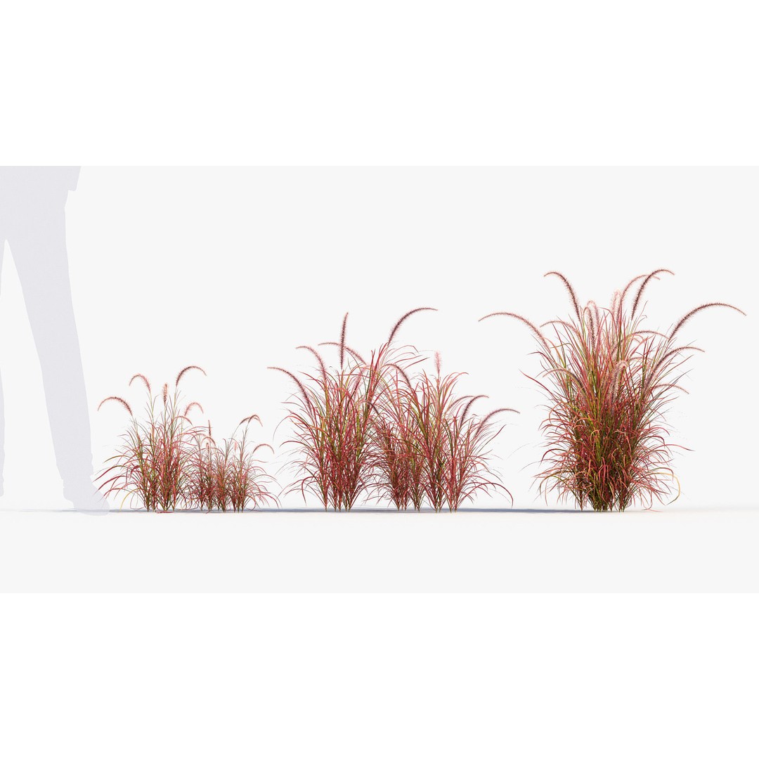 Pennisetum Setaceum 3D Model – Fountain Grass, PBR Textures, FBX - View 5
