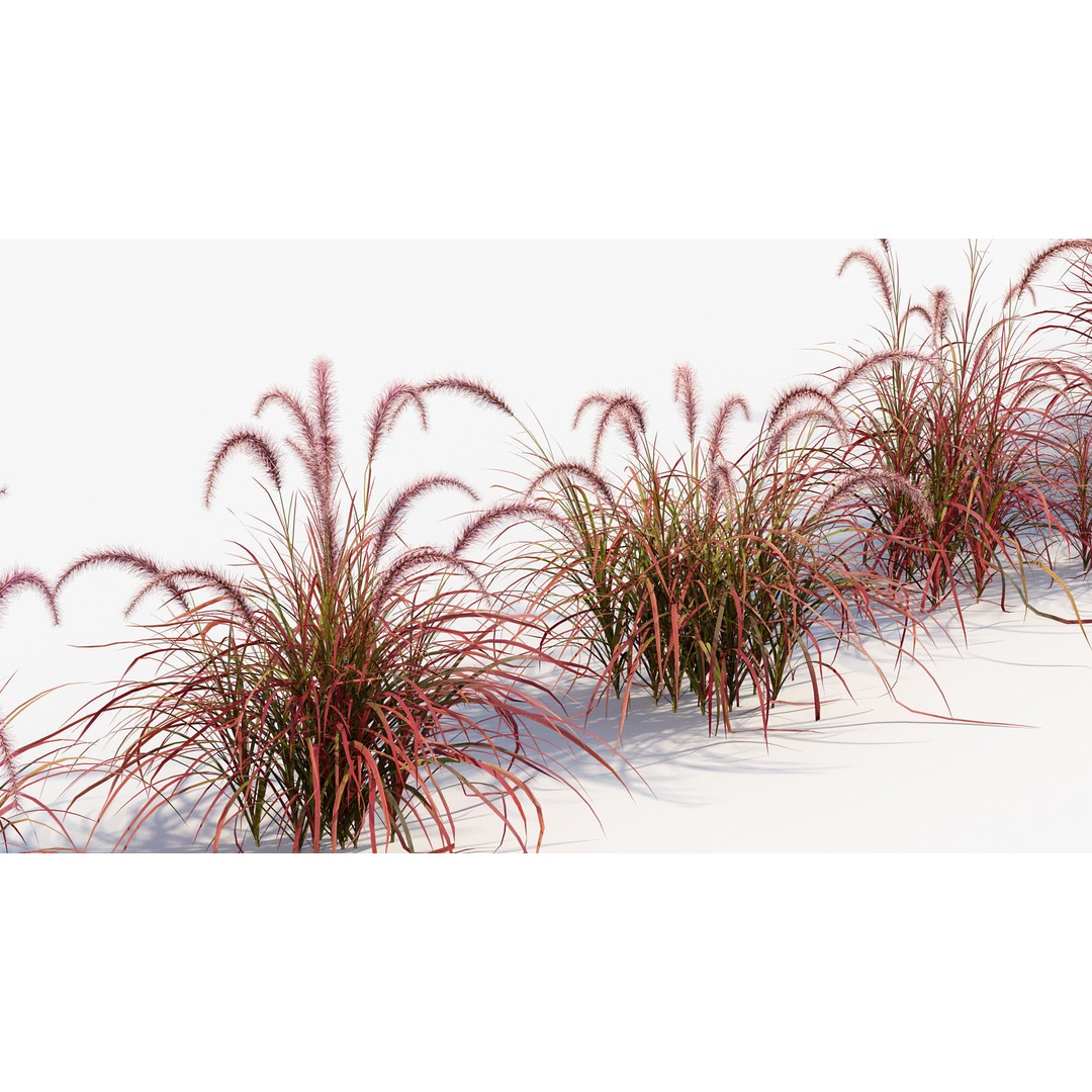 Pennisetum Setaceum 3D Model – Fountain Grass, PBR Textures, FBX - View 6