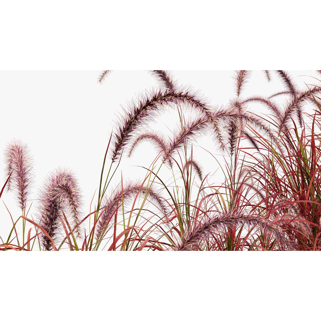 Pennisetum Setaceum 3D Model – Fountain Grass, PBR Textures, FBX - View 7
