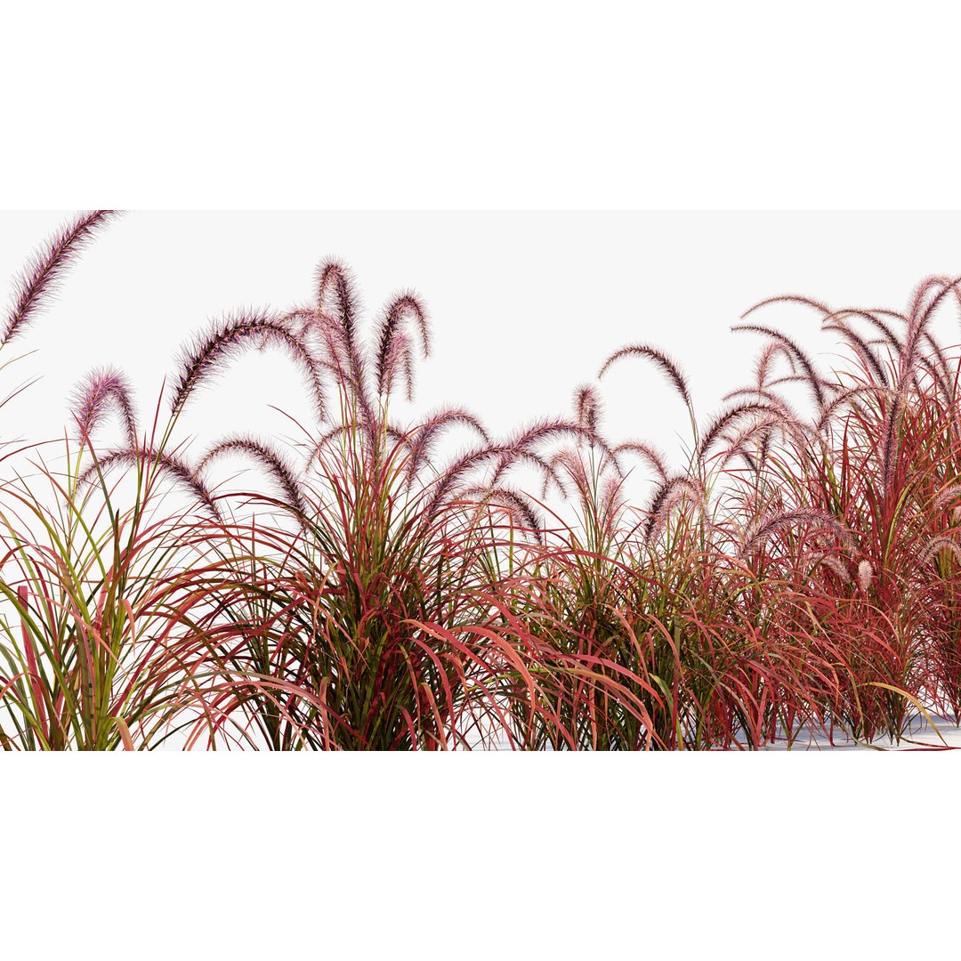 Pennisetum Setaceum 3D Model – Fountain Grass, PBR Textures, FBX - View 8