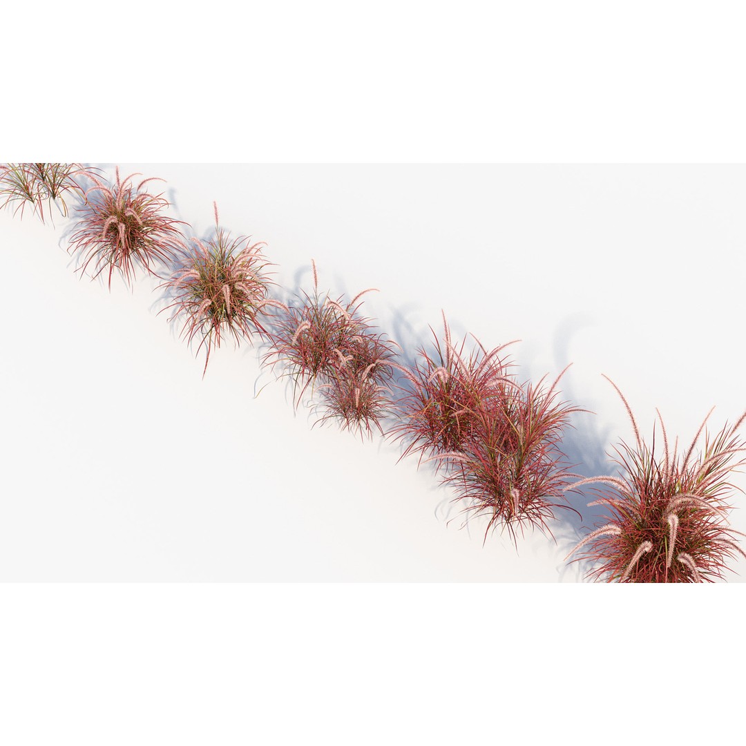 Pennisetum Setaceum 3D Model – Fountain Grass, PBR Textures, FBX - View 9