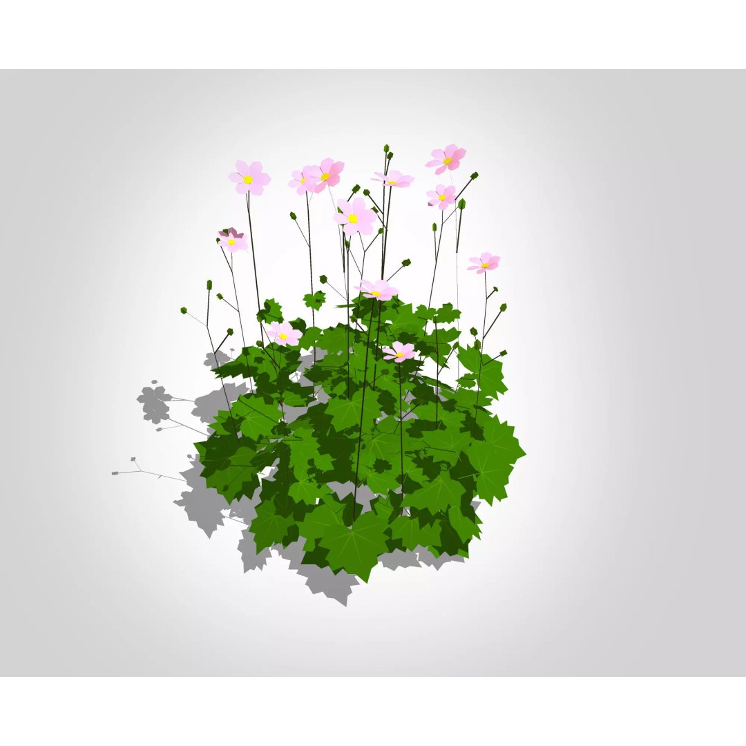 Anemone hybrida 3D Model – Low Poly Plant Asset for VR/AR - View 2