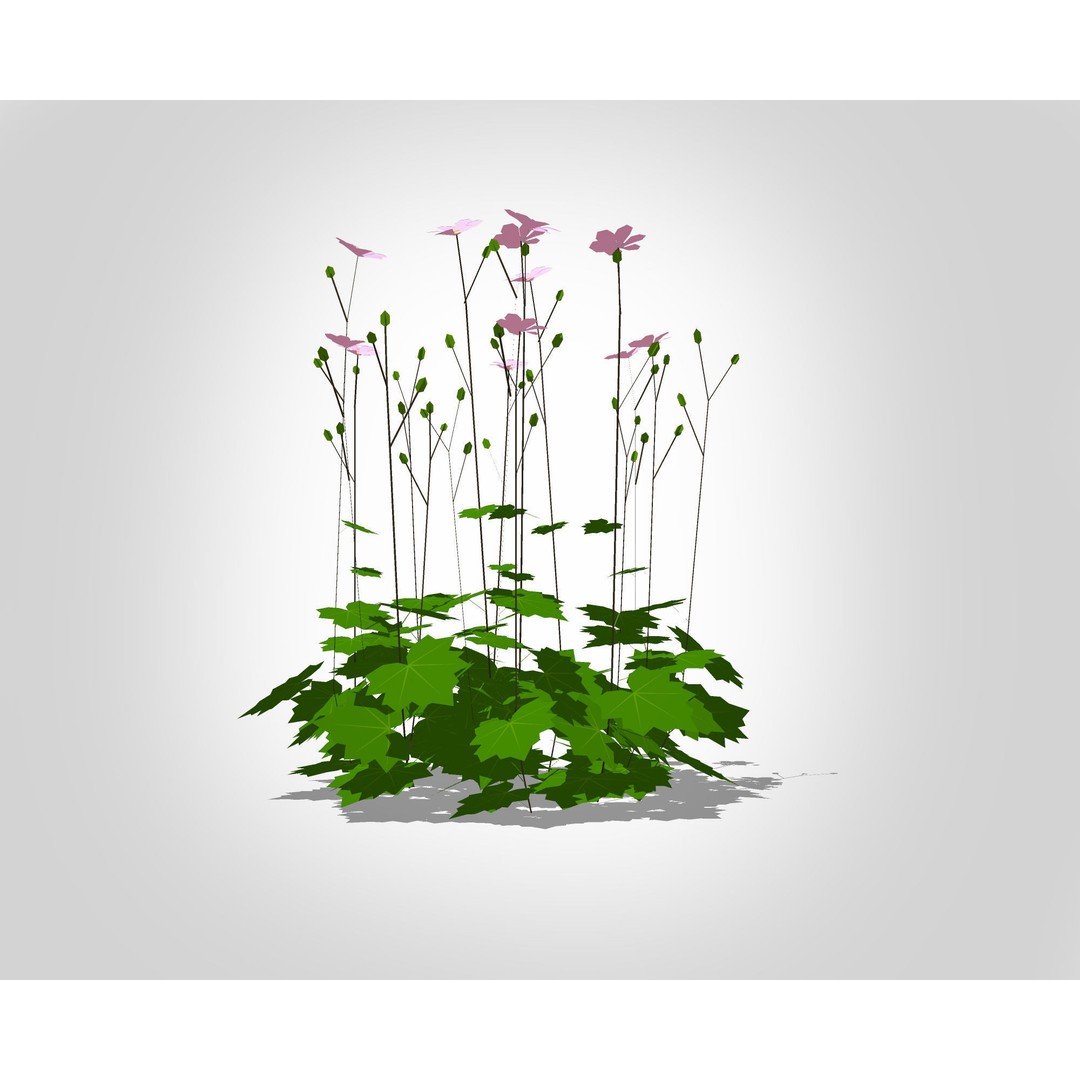 Anemone hybrida 3D Model – Low Poly Plant Asset for VR/AR - View 3
