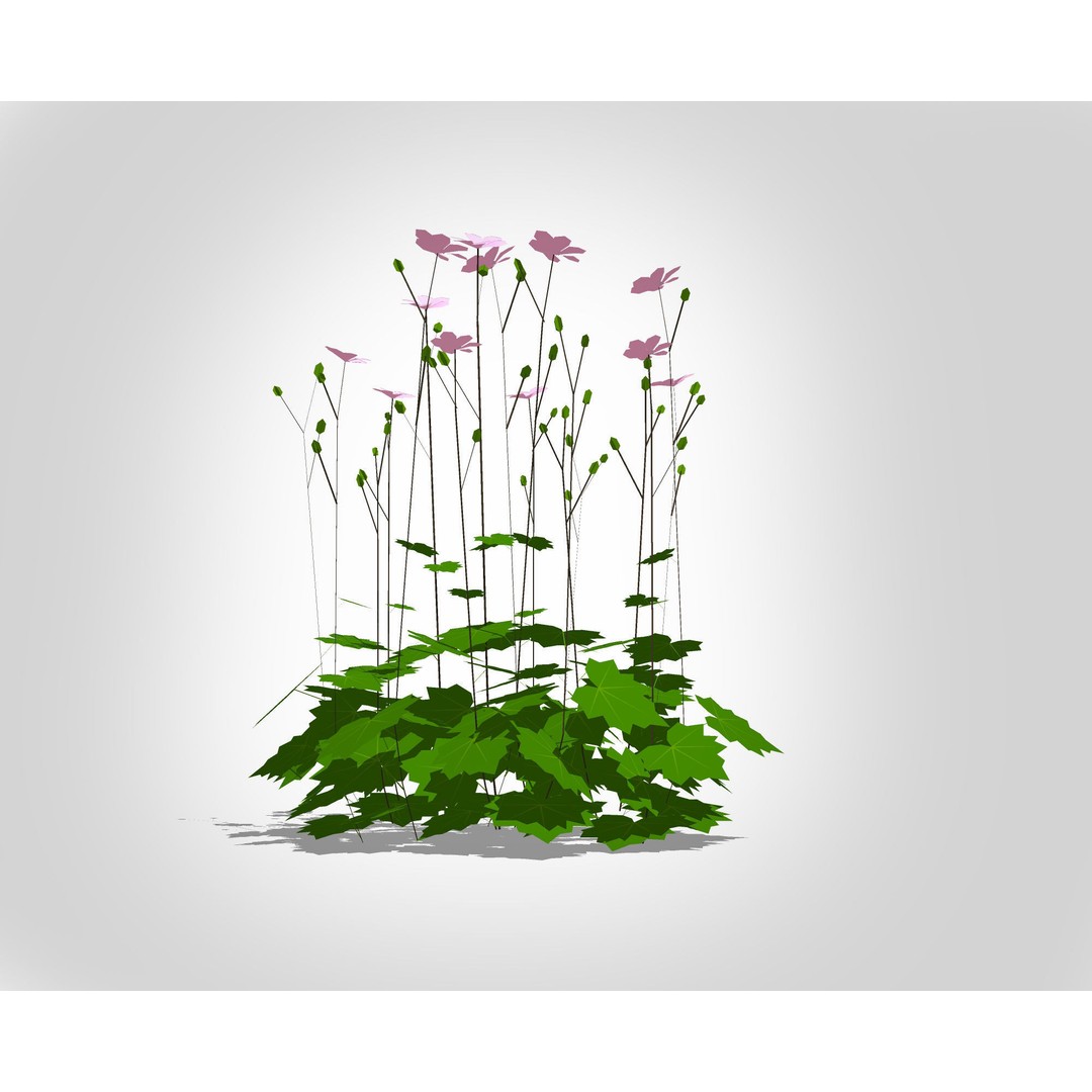 Anemone hybrida 3D Model – Low Poly Plant Asset for VR/AR - View 5