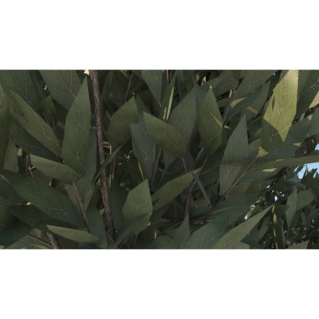 Tuscan Cypress Tree Collection 3D Model – High Poly PBR Asset, C4D, FBX, OBJ - View 11