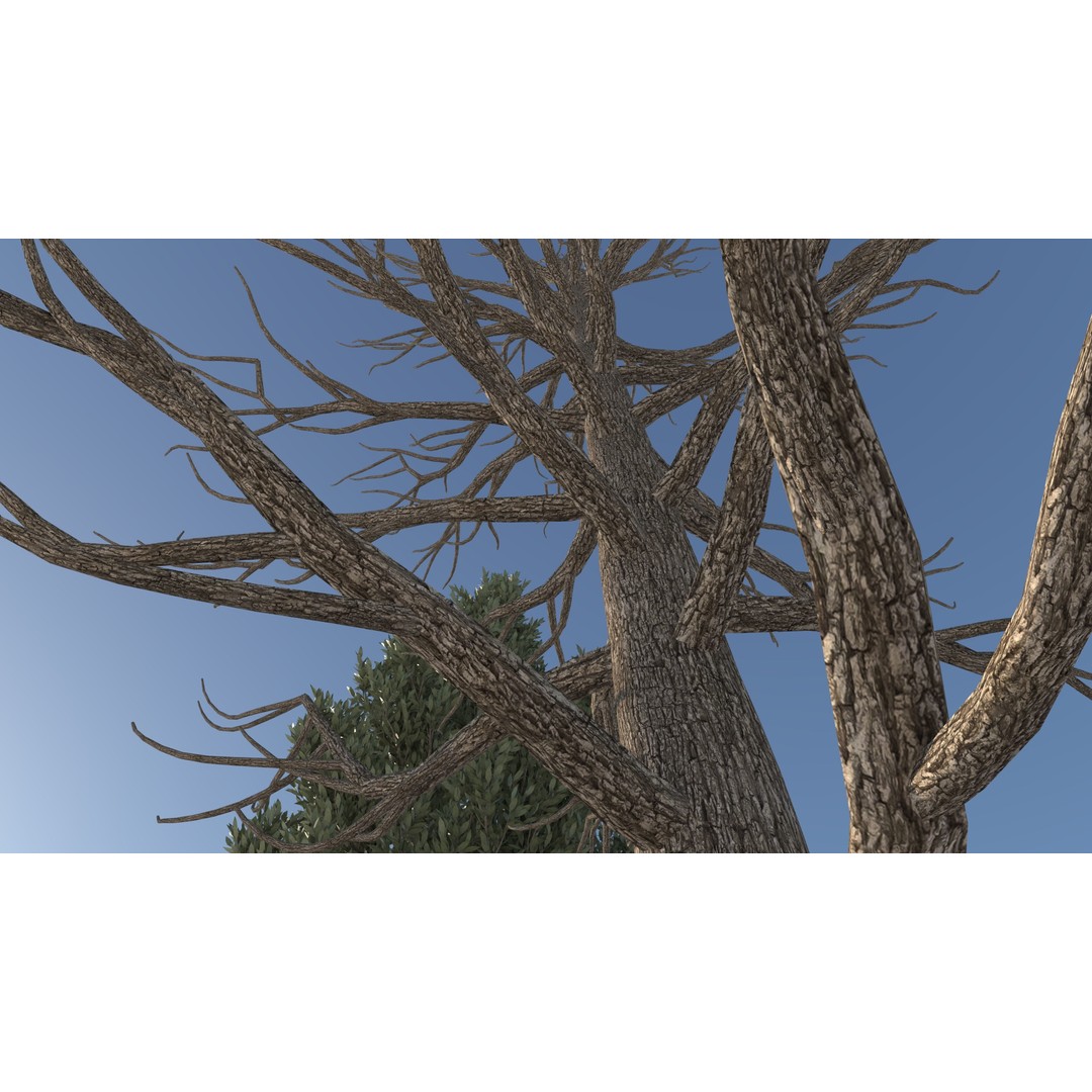 Tuscan Cypress Tree Collection 3D Model – High Poly PBR Asset, C4D, FBX, OBJ - View 12