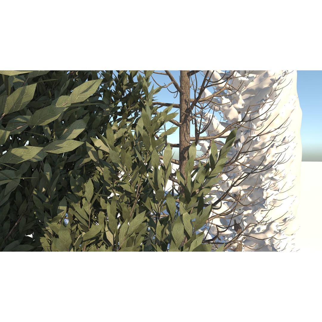 Tuscan Cypress Tree Collection 3D Model – High Poly PBR Asset, C4D, FBX, OBJ - View 8