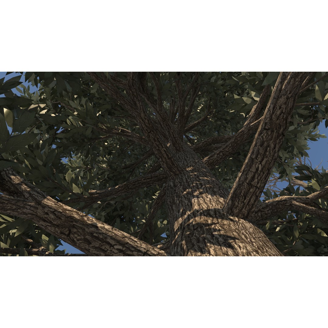 Tuscan Cypress Tree Collection 3D Model – High Poly PBR Asset, C4D, FBX, OBJ - View 9