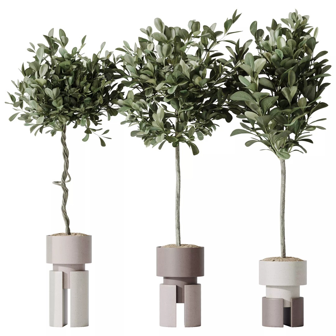 Ficus Microcarpa Moclame 3D Model – Realistic Pot Plant for Archviz - View 2