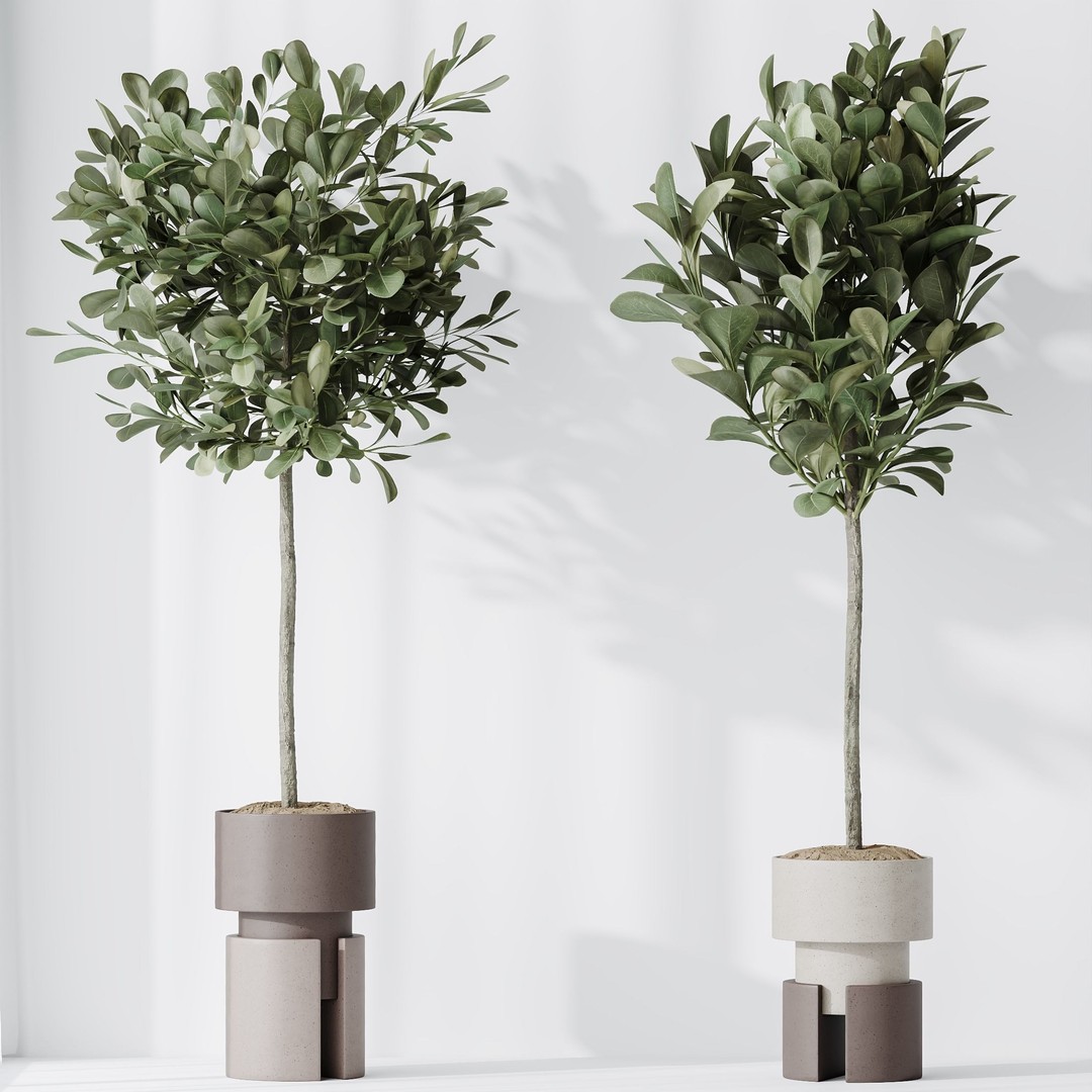 Ficus Microcarpa Moclame 3D Model – Realistic Pot Plant for Archviz - View 3