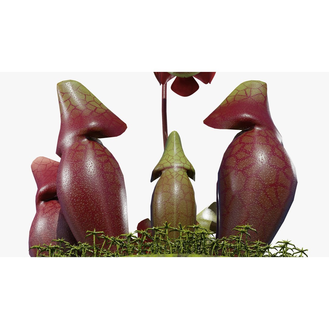 Sarracenia Purpurea 3D Model – PBR Textured Carnivorous Plant, Blender, FBX, OBJ - View 10