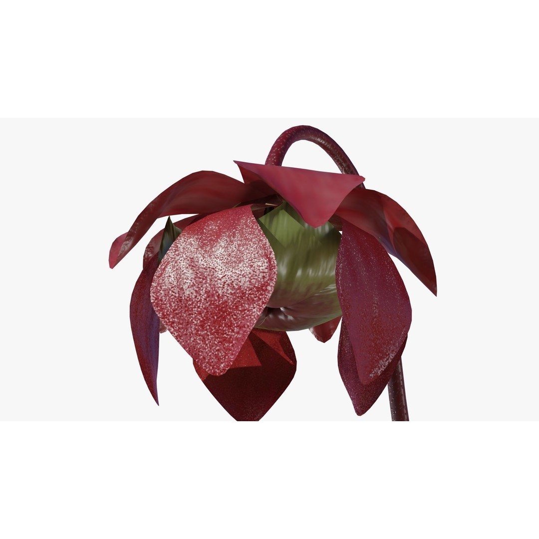 Sarracenia Purpurea 3D Model – PBR Textured Carnivorous Plant, Blender, FBX, OBJ - View 11