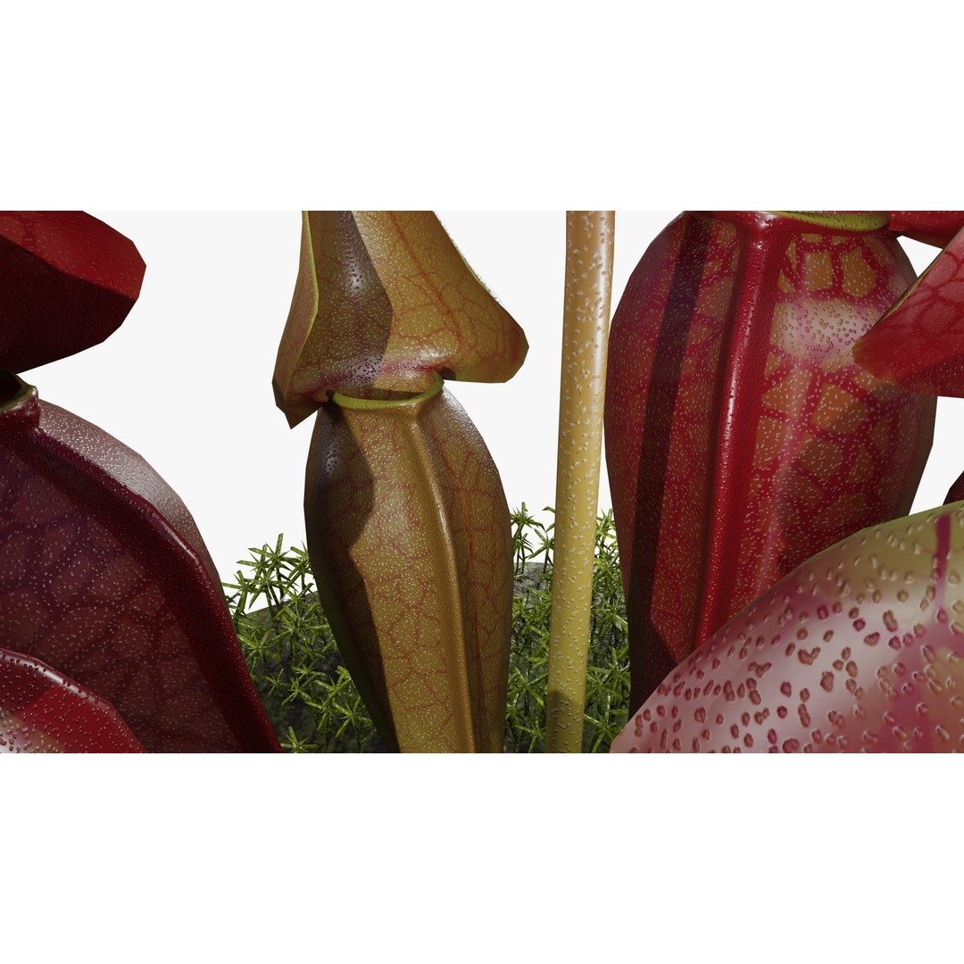 Sarracenia Purpurea 3D Model – PBR Textured Carnivorous Plant, Blender, FBX, OBJ - View 12