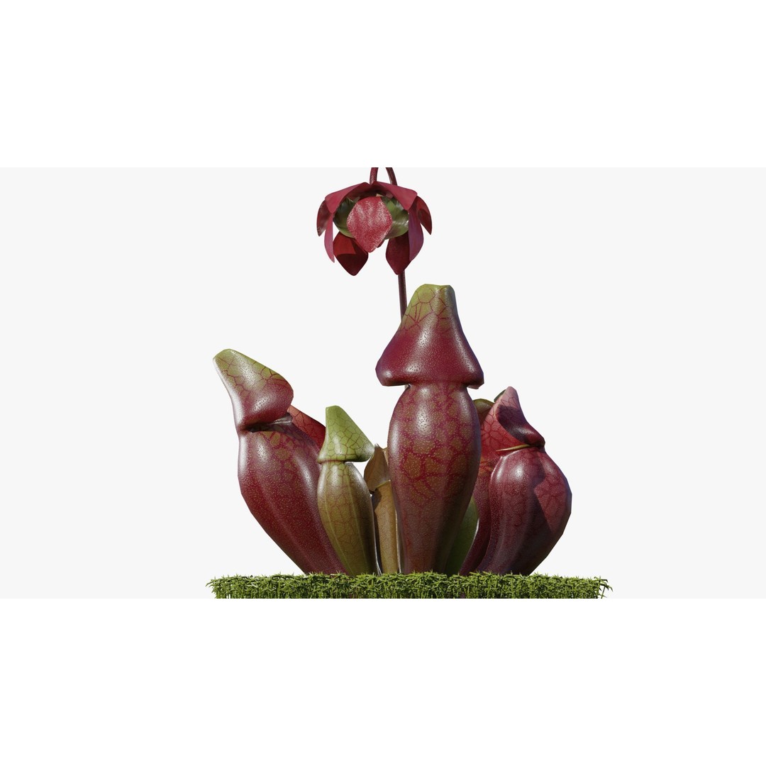 Sarracenia Purpurea 3D Model – PBR Textured Carnivorous Plant, Blender, FBX, OBJ - View 13