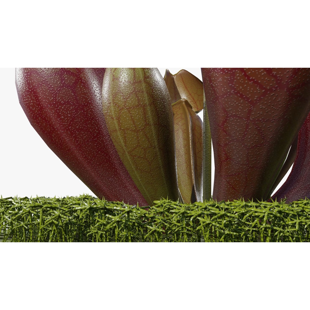 Sarracenia Purpurea 3D Model – PBR Textured Carnivorous Plant, Blender, FBX, OBJ - View 14