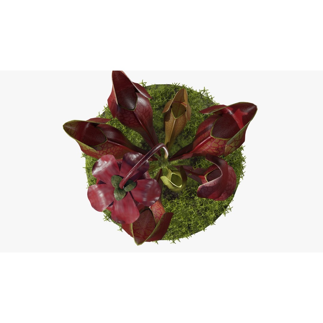 Sarracenia Purpurea 3D Model – PBR Textured Carnivorous Plant, Blender, FBX, OBJ - View 15