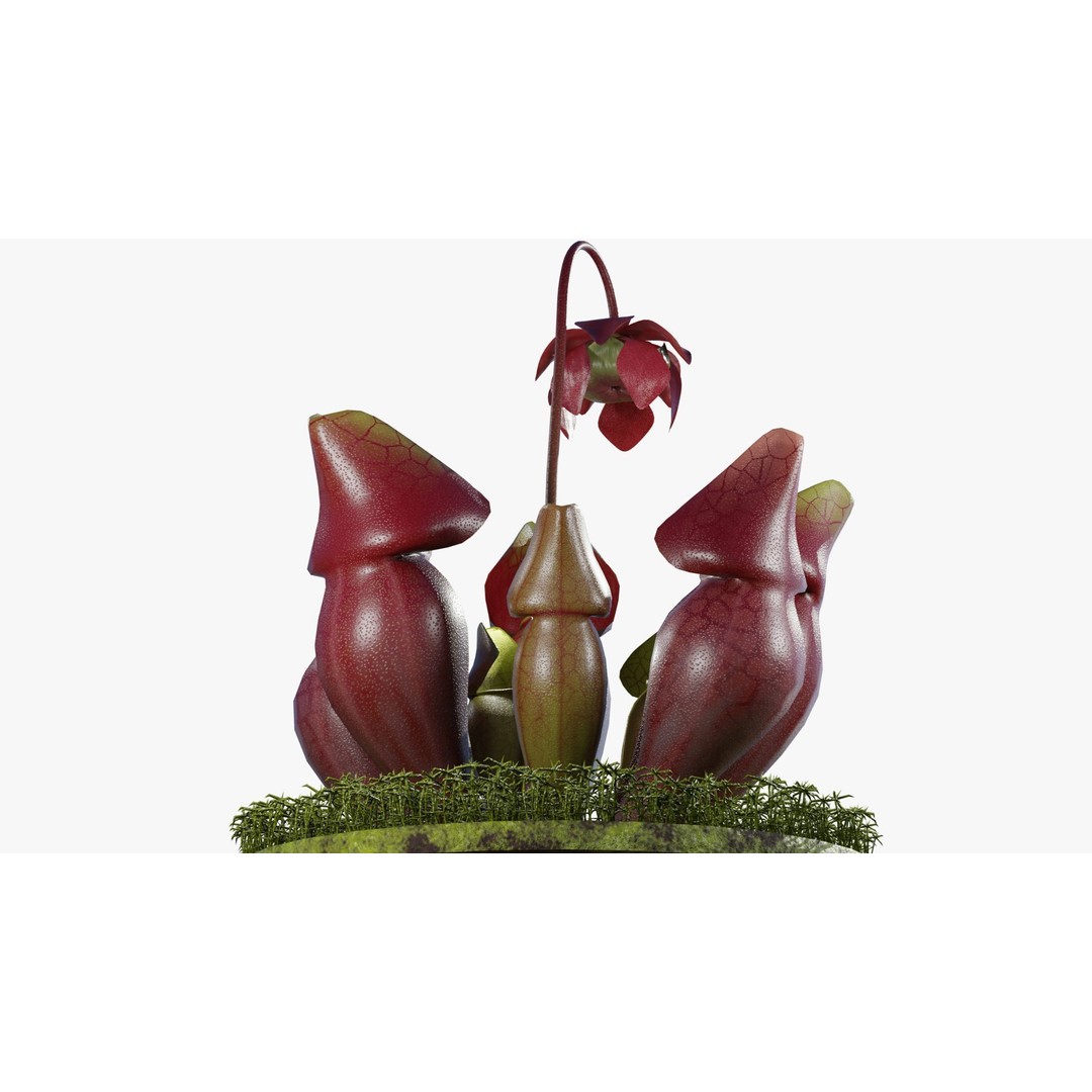 Sarracenia Purpurea 3D Model – PBR Textured Carnivorous Plant, Blender, FBX, OBJ - View 16