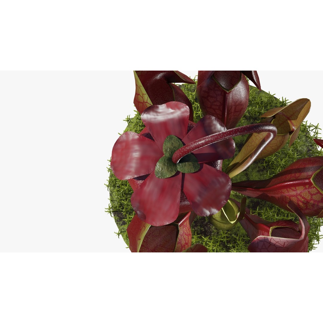 Sarracenia Purpurea 3D Model – PBR Textured Carnivorous Plant, Blender, FBX, OBJ - View 17